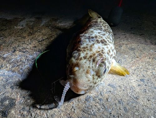 フグの釣果