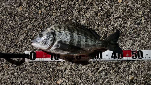 クロダイの釣果