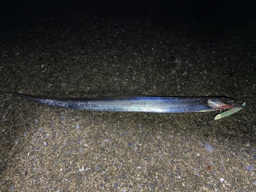 タチウオの釣果