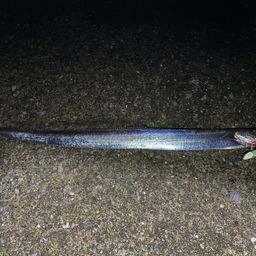 タチウオ