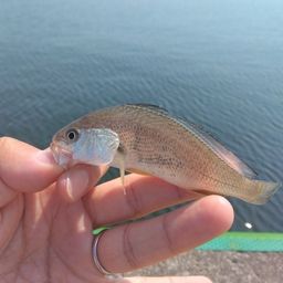 シログチ