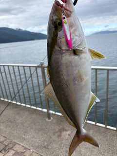 ショゴの釣果