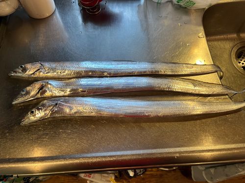 タチウオの釣果