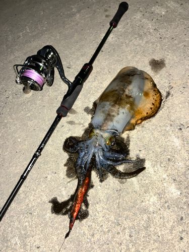 アオリイカの釣果