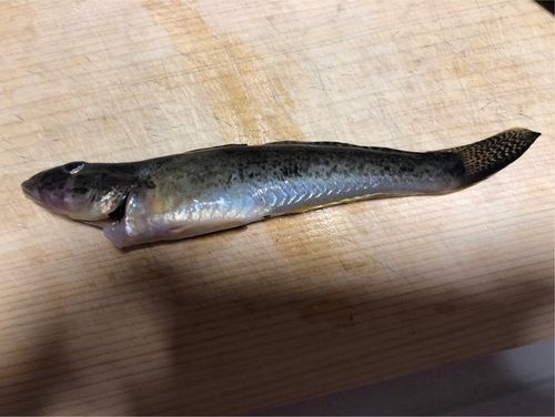 フッコ（マルスズキ）の釣果