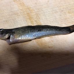 フッコ（マルスズキ）