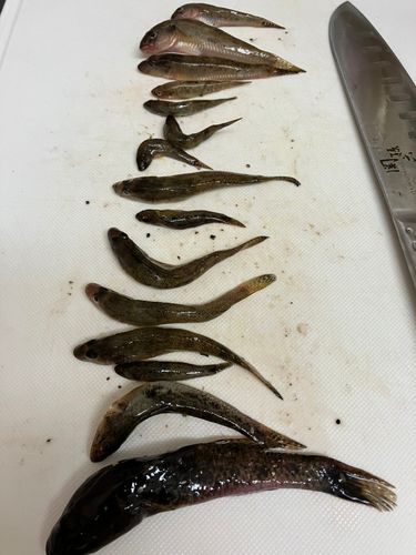 ハゼの釣果