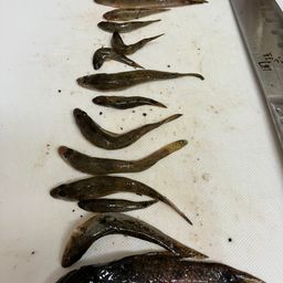 ハゼ