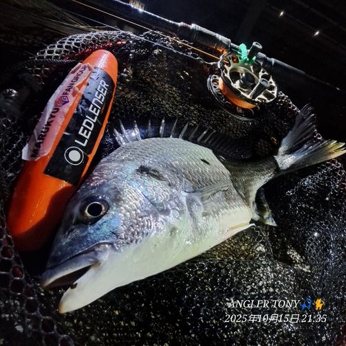 キビレの釣果