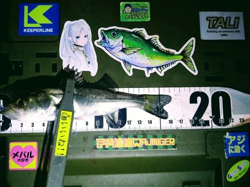 シーバスの釣果