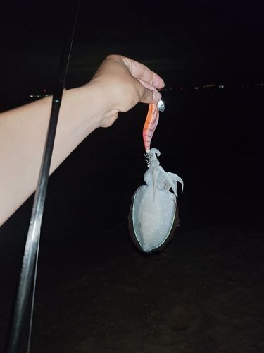 コウイカの釣果