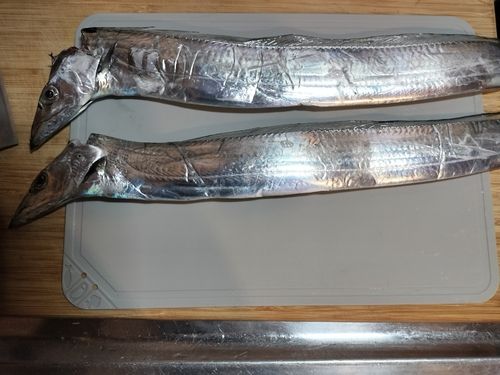 タチウオの釣果