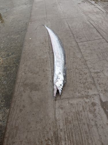 タチウオの釣果