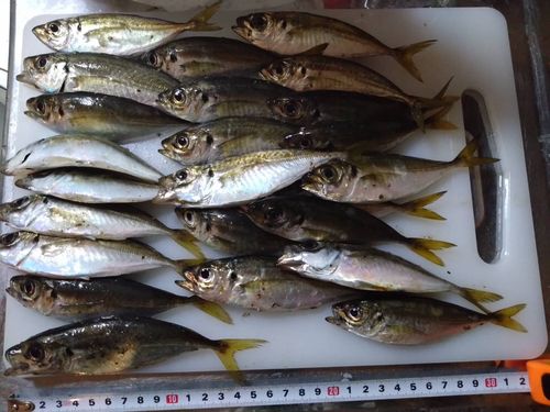 マアジの釣果