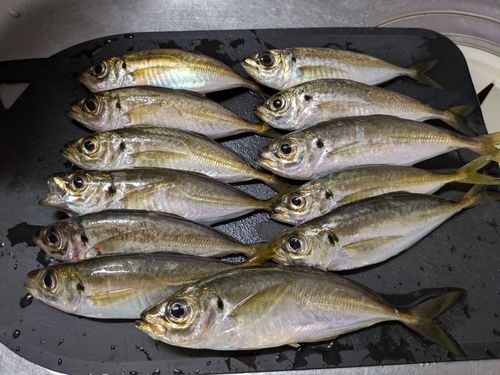 アジの釣果