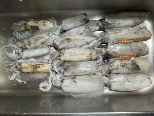 アオリイカの釣果