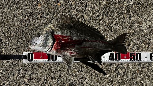 クロダイの釣果