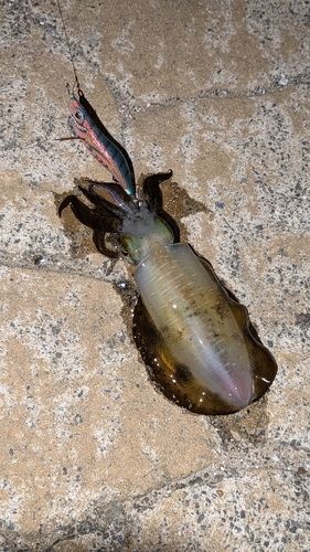 アオリイカの釣果