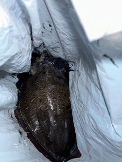 モンゴウイカの釣果