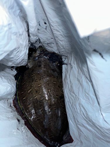 モンゴウイカの釣果