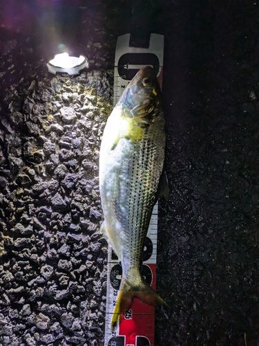 コノシロの釣果