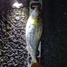 コノシロ
