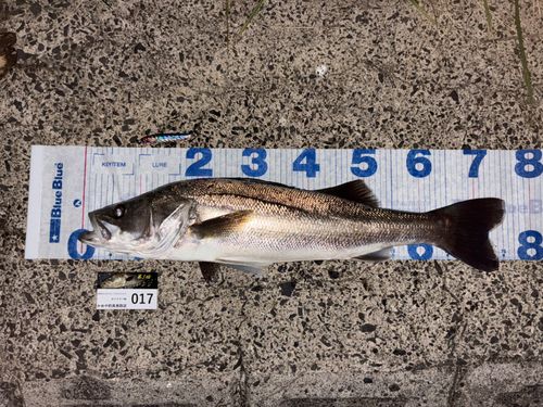 シーバスの釣果