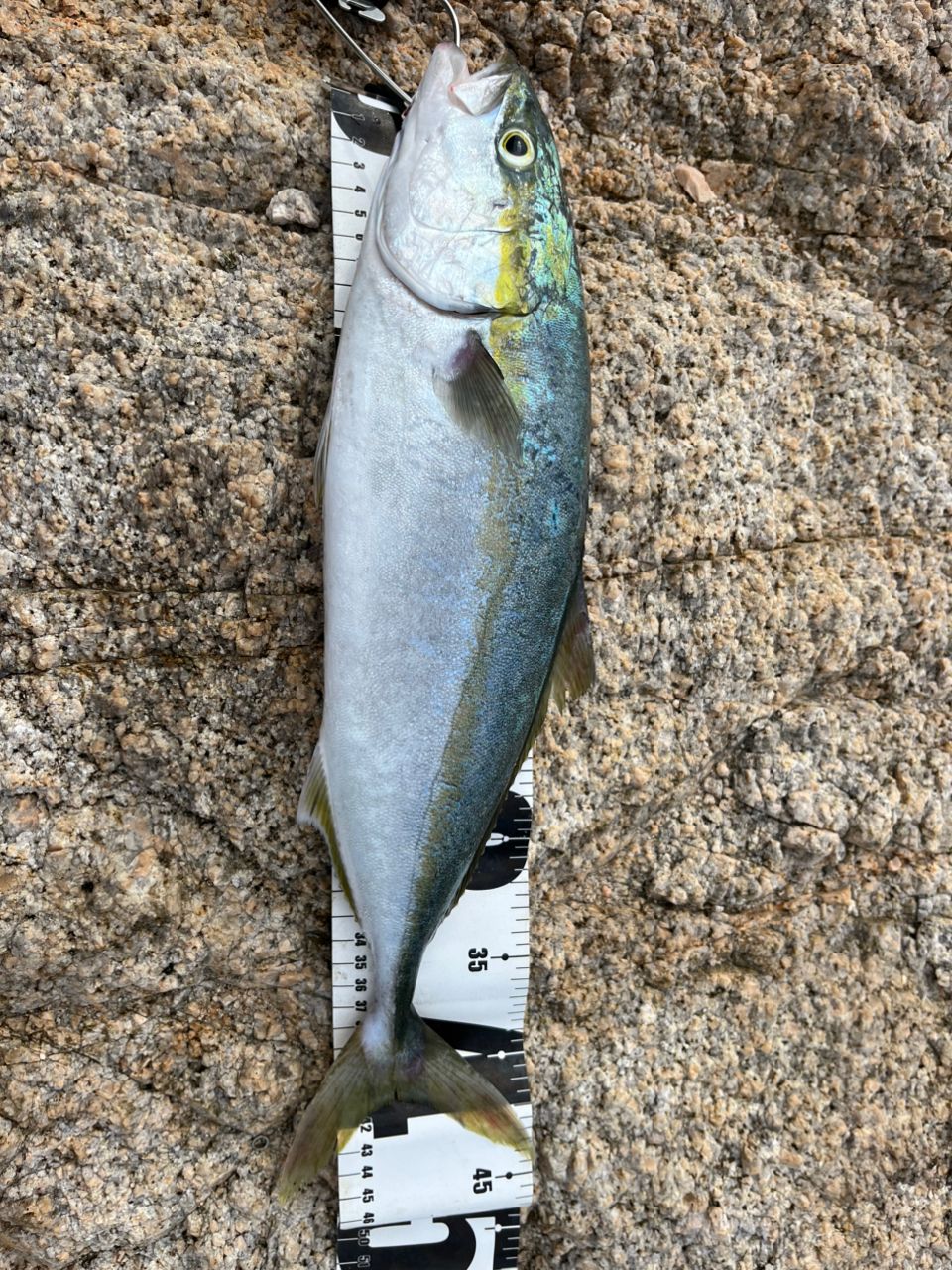 ハマチ