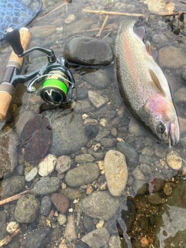 ニジマスの釣果