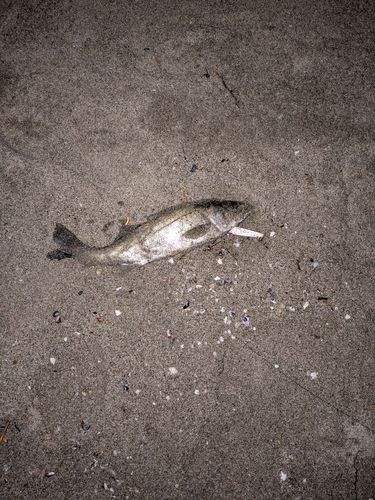 セッパ（マルスズキ）の釣果