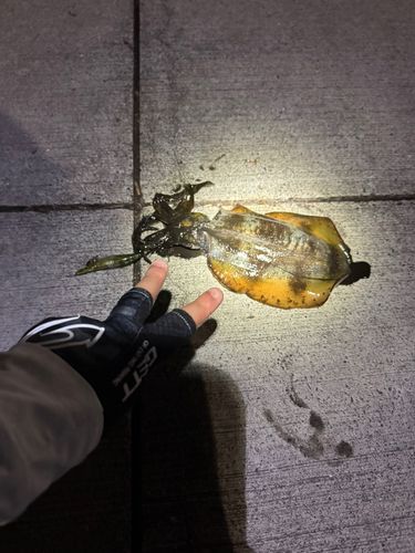 東扇島西公園
