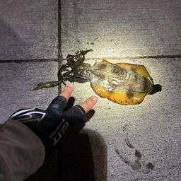 アオリイカ