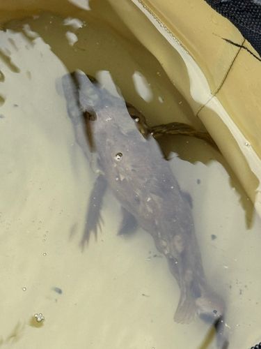 若洲海浜公園海釣り施設