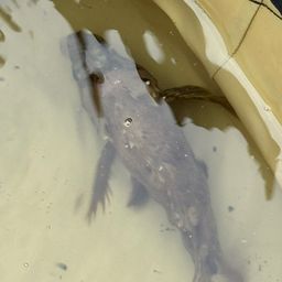 カサゴ