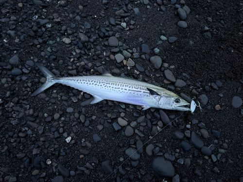 サゴシの釣果