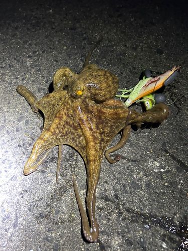 タコの釣果