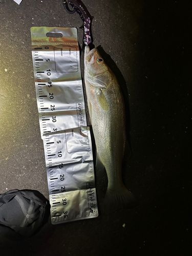 シーバスの釣果