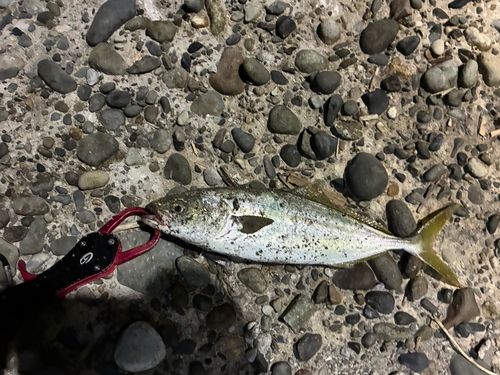 コゾクラの釣果