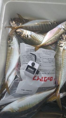 東京湾