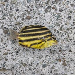 カゴカキダイ