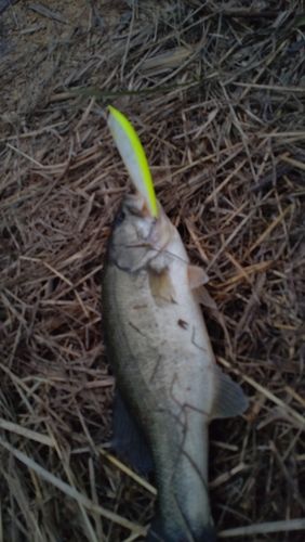 ラージマウスバスの釣果
