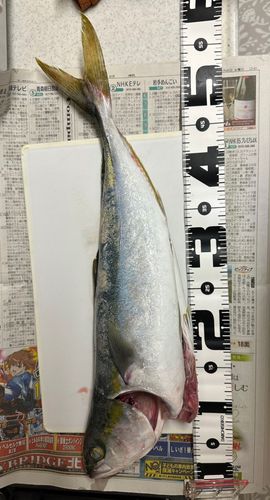 イナダの釣果
