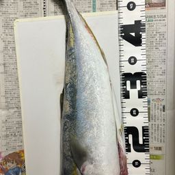 イナダ