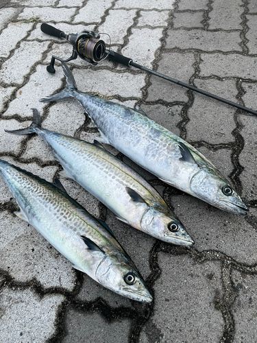 伊勢湾湾奥