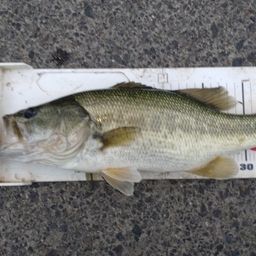 ラージマウスバス