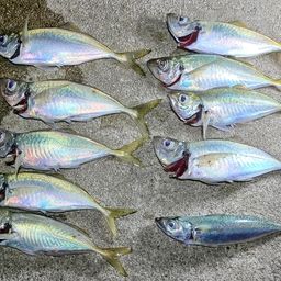 アジ