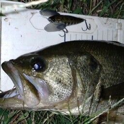 ラージマウスバス