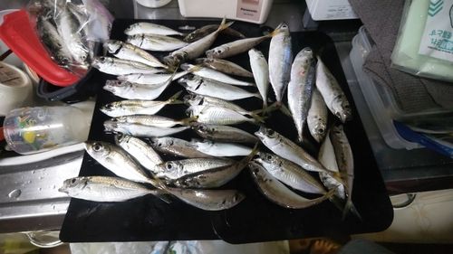 アジの釣果