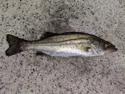 セイゴ（マルスズキ）の釣果