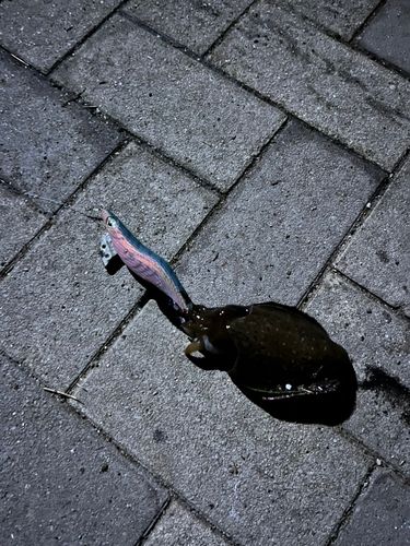 モンゴウイカの釣果